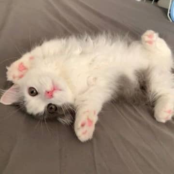 “ヘソ天”で甘えていた子猫が3才に→気品あふれる“イケメン猫”へ成長！　変わらない甘えん坊ぶりにキュン