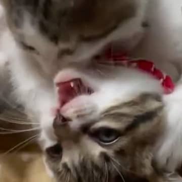 猫用こたつの上で子猫のきょうだいが『ニャンプロ』した結果…微笑ましい光景に癒される人が続出「幸せな気持ちになった」「わちゃわちゃが大好き」