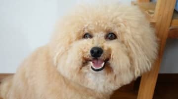 ボールが全然取れない わんこが話題！鼻がボールになったショット！？など躍動感あふれる姿に「一生見ていられる」【激かわアニマル奇跡の瞬間 年末スペシャル プードルDAY】