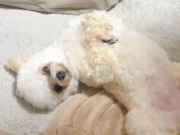 寝室に行く時間になると立てなくなり、抱っこを求めるトイプードル。その可愛さに「役者だね」の声