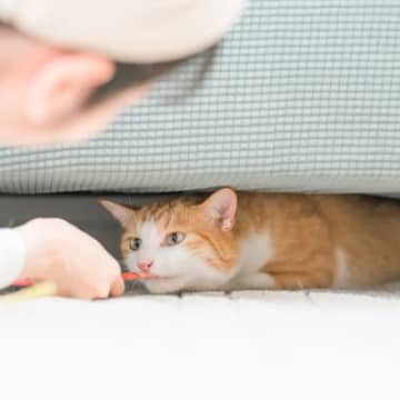 猫を『来客の訪問』に慣れさせる方法3つ　安心してもらうためにできる工夫とは