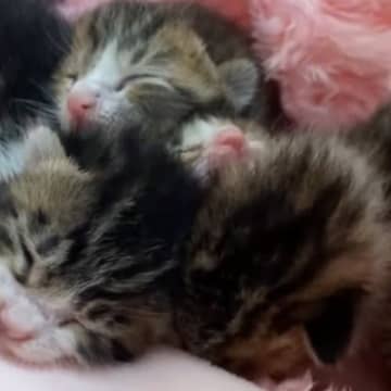 『ママ猫が帰ってこない』体が冷え切った生後1日の子猫を保護…約1か月間の軌跡に涙が止まらないと101万再生「感動した」「素晴らしい」