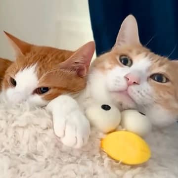 朝早く目が覚めた結果→目の前で、２匹のネコが…とんでもなく尊い『まさかの光景』に反響「サンドイッチ最高すぎんだろ！」「幸せな不憫回」