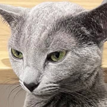 「中におっさん入ってる？ｗ」膝の上でくつろいでいたネコ→あまりにも個性的な『座り方』に爆笑の声「猫だよね？ｗ」「カンガルーかな」