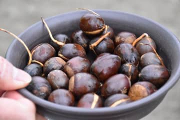 園児に森の大切さ伝える　茨城県森林・林業協がイベント　クイズ形式で楽しく