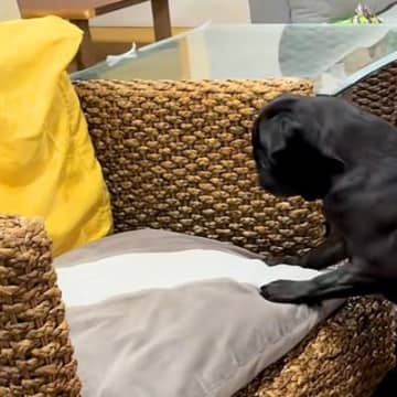 亡くなった猫の四十九日に、仲良しだった犬が…帰ってきたとしか思えない『衝撃の行動』が82万再生「遊んでる…」「猫パンチ繰り出してるね」