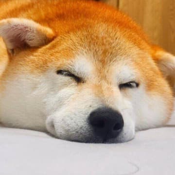 犬が冬によく寝るってホント？ 冬に犬の睡眠時間が増える理由