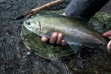 【渓流釣り】難しいけれど、そこに釣りたい魚がいるから「鮎沢川冬季キャッチ&リリース」へ 静岡県