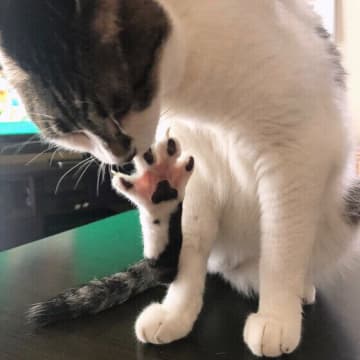 猫がしょっちゅうグルーミングするのはなぜ？　キレイ好きの理由に迫る！