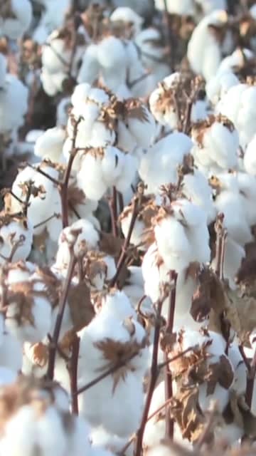 中国新疆ウイグル自治区、綿花生産量が初めて600万トン超