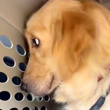 全てを恐れ『何も期待していない目』をした2歳の大型犬を保護…涙が止まらない『表情の変化』が482万再生「言葉にならない」「泣けてきた…」