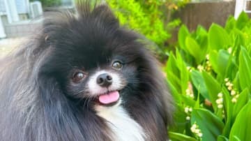 「雪がパールみたいだわ」輝きを放つポメラニアンが話題！妖精のような姿に「可愛さが引き立ってる」【激かわアニマル奇跡の瞬間 年末スペシャル ポメラニアンDAY】