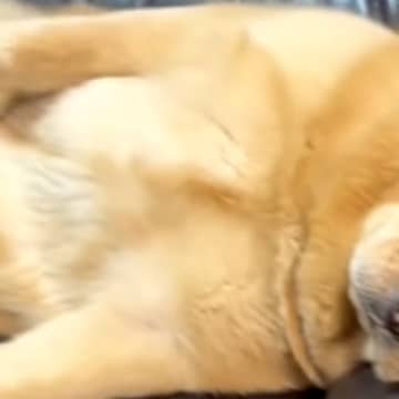 ソファで眠そうにしている大型犬を見てみたら…『中に人入ってる？』想像以上に"おじさんすぎる寝姿"に爆笑「休日の俺」「可愛すぎる」と反響