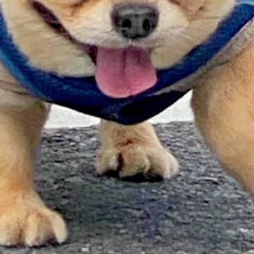 『チワワとは思えない』迫力がありすぎる犬のお散歩がSNSで話題　目を疑うほどの貫禄に「チワワ界のピットブル」「どすこいｗｗ」と1万いいね