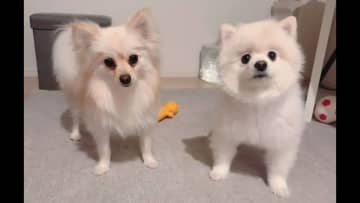 「うちのワンコの伏せなんか違う」ポメラニアンがドヤ顔で披露した“クセ芸”が話題！自信満々に間違える姿に「可愛いから良し」【激かわアニマル奇跡の瞬間 年末スペシャル ポメラニアンDAY】