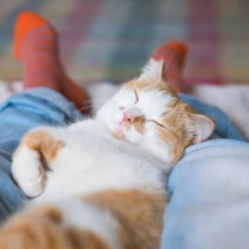『ひとり暮らし』で猫を飼うときの注意点4つ　迎える前に必ず心得ておくべきこと