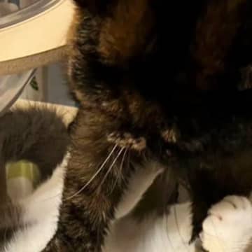 『顔凹んでる』母から送られてきたLINEを見たら、猫が…まさかの光景に「めり込むことあるんだｗ」「ムキュッｗｗ」と爆笑の声