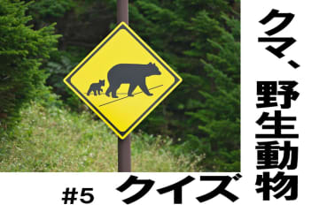 鳥獣の食べ物が何か、知ってる？【クマ、野生動物クイズ#5】奥深い狩猟免許の世界