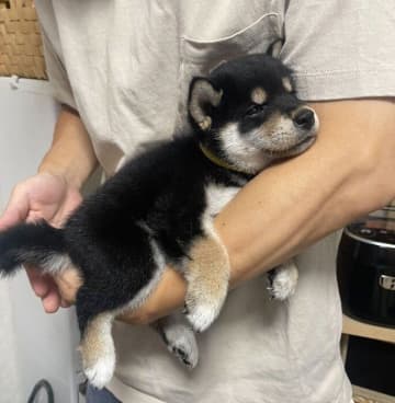 片手で軽々だった黒柴の子犬→わずか3カ月で“ずっしり”　抱っこ写真でわかる成長スピードに驚き！