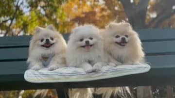 「もふもふ勢揃いで笑える」ポメラニアン三姉妹の見事なシンクロ姿が話題 同じ体勢で寝転ぶ光景に「かわいいのコピペ？」【激かわアニマル奇跡の瞬間 年末スペシャル ポメラニアンDAY】