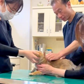 病院に注射を打ちにきた赤ちゃん犬→診察台の上で緊張していると…先生たちの『神対応』が20万再生「私も通いたい」「保育園かしら？ｗ」