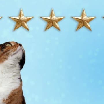 猫が家族に『順位付け』していると感じる3つの行動　態度を変える理由や法則も解説