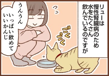 【吉川さん家の猫事情】#124話 シニア猫と病気