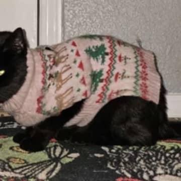 いったいなぜ…？外出から帰ると、毎回違う『セーター』を着て帰宅する猫ちゃん　真相は謎のまま