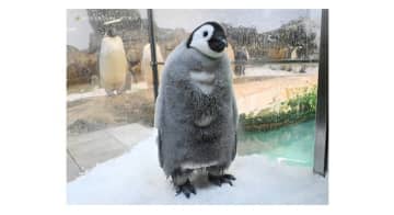 はじめてのお散歩も披露、アドベンチャーワールドがエンペラーペンギンの赤ちゃん記念イベント