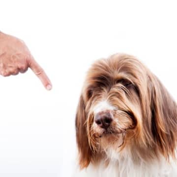 犬との信頼関係をマイナスにする飼い主の行動4選 より良い関係を保つ方法も紹介