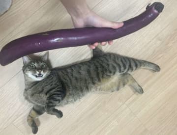 〝巨大ナス〟と3歳猫の比較画像に12万人驚がく　人々の目を奪ったのは...