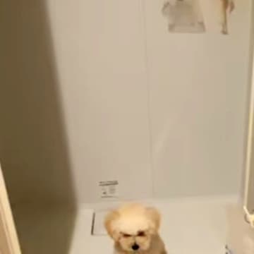 家の中で犬が行方不明に…探しまわった結果→予想の遥か上を行く『迷子になっていた理由』が62万再生「犬生1周目で草」「赤ちゃんすぎるｗ」