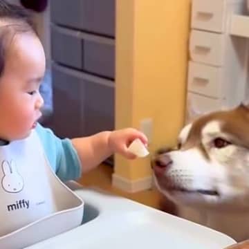 『どうぞ』を覚えた小さな男の子→大型犬に向かって…優しい世界すぎる『愛にあふれた行動』に悶絶「可愛い」「私まで幸せになった」「最高」