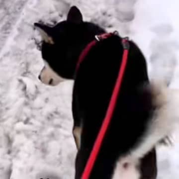 雪で転んだことがある女性→散歩中、犬が心配して…頼もしくて尊い『まさかの行動』が41万再生「前世は紳士だな」「最高の彼氏系犬」と大絶賛