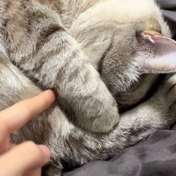 手で顔を隠すようにして眠っていた猫→興味本位で『おててを外してみた』結果…尊すぎる反応が195万表示「心臓止まった」「愛おしい」