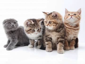 おうち時間が一気に楽しくなる！年末年始の“ヒマすぎ問題”を救う診断まとめ6選