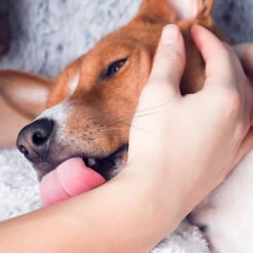 犬が『人を噛んだ後に舐める』心理5選 どんな意味があるの?飼い主がすべき対応まで