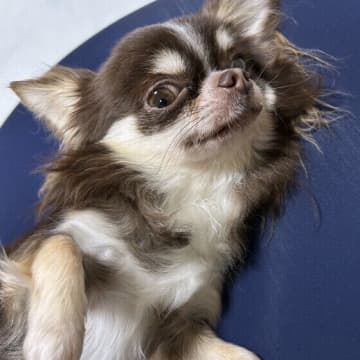 犬のうんちチェックで健康管理！ 色や形など犬の便を観察するポイントを解説