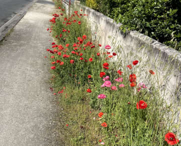 ボルドーの街で自主的に始めたゴミ拾いで、街の人と仲良くなれた。『後悔のない人生を歩みたい』看護師時代の経験から強く思う彼女の小さな挑戦【2025年度ベスト記事セレクション】