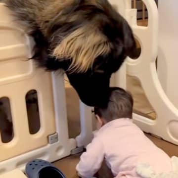 体重差50キロもある『赤ちゃんと超大型犬』→生まれた時から一緒に暮らして…本当の兄妹のような『尊いやり取り』に11万再生の反響