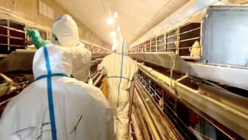 埼玉で今季初の鳥インフル　県内最大規模、24万羽を殺処分　50万羽を搬出制限　嵐山