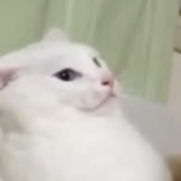 「想像以上にドン引きしてて笑った」→白猫の視線の先には……爆笑必至の光景がSNSで反響「助けを求める目配せがｗ」「可愛すぎるｗ」