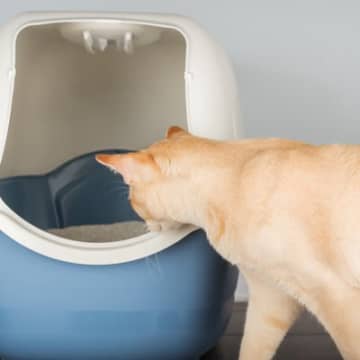 猫のトイレに『カバー』は必要なの？メリット・デメリットや考慮したいポイント
