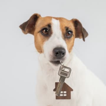 『ペット禁止の物件で犬を飼ったら…』考えられる重大なリスクやバレたときに受ける代償とは？