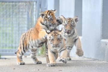 アムールトラの赤ちゃん アドベンチャーワールドで一般公開スタート