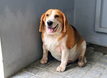 痩せ薬GLP-1今度はペットへ…「肥満症6割」の犬猫に革命なるか（シェリーめぐみ／NY在住ジャーナリスト）