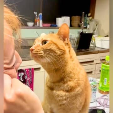 お母さんに顔を近づける猫→キスするのかと思いきや…まるでコントのような『まさかの展開』が52万再生「猫もすっとぼけるんだな」「芸人かｗ」