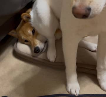 兄柴の顔に“どっかり”座るわんぱく弟柴にびっくり！　されるがままの優しい兄との関係性が尊すぎる