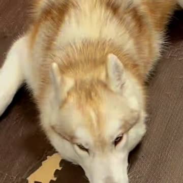 ママが出かけて10分後、大型犬が落ち込みまくり…思った以上の『絶望』と『再会の瞬間』が30万再生「超愛されてる」「マザコンで最高」