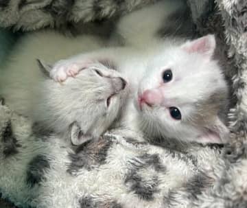 ポツンと置かれたダンボール箱の中にいた2匹の子猫を保護→生後8カ月を迎えた“今”の姿